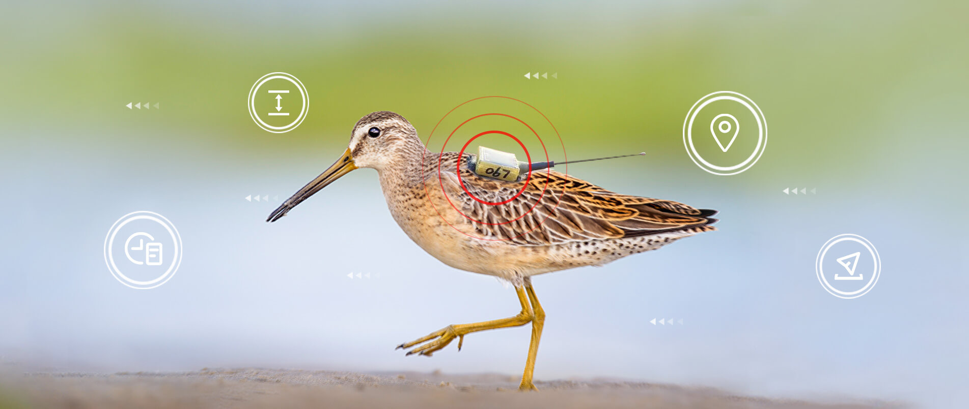 j9官网物联网整体解决方案，助力小型鸟类实现全球追踪